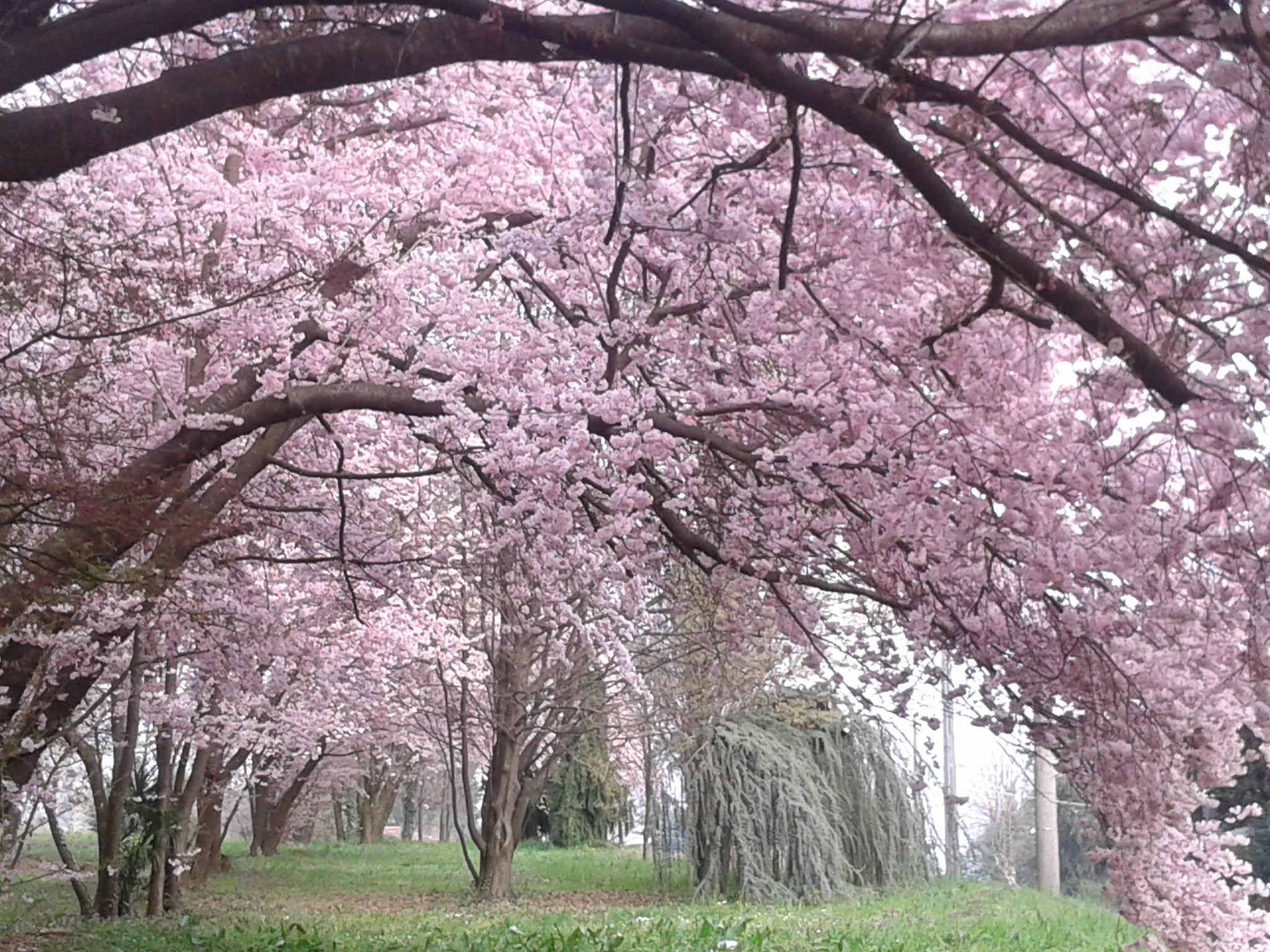 Primavera in Brianza